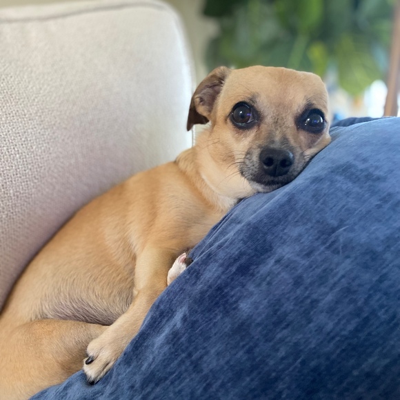 Meet your Posher, Rebecca - Picture 1 of 1